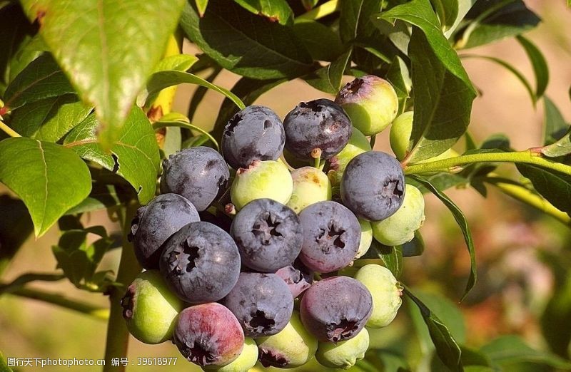蓝色蔬菜枝头上成熟的蓝莓图片