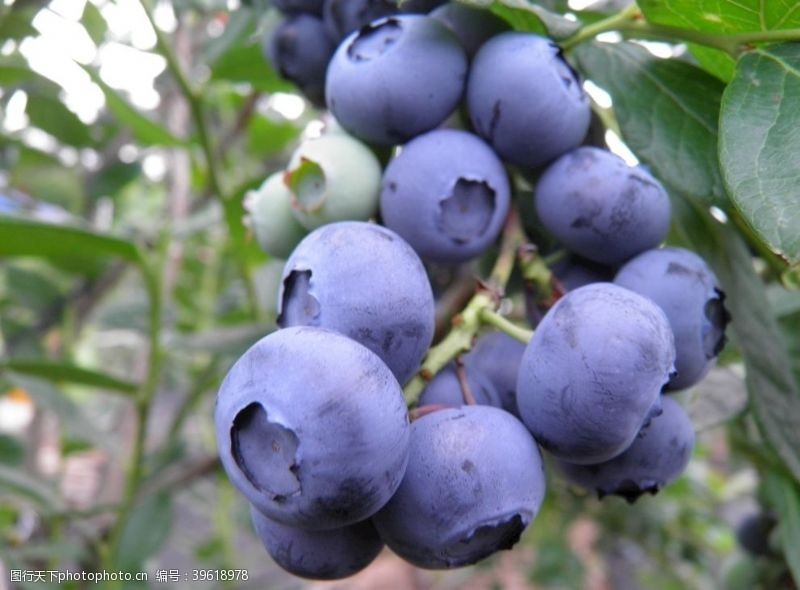 蓝色叶子枝头上成熟的蓝莓图片