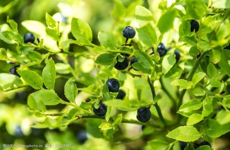 8k图片素材枝头上成熟的蓝莓图片