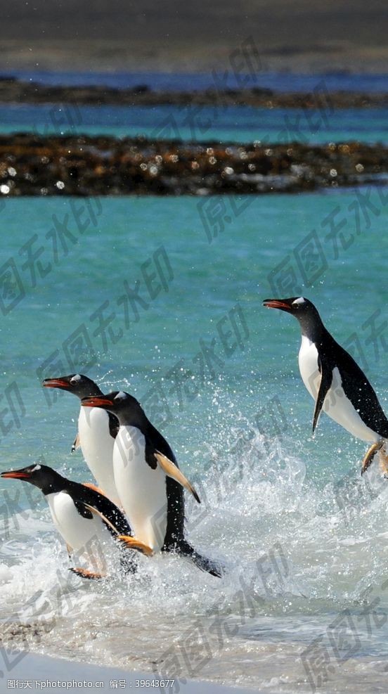 海绵打闹的企鹅群图片