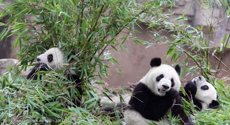 玩耍大熊猫吃竹子摄影图片