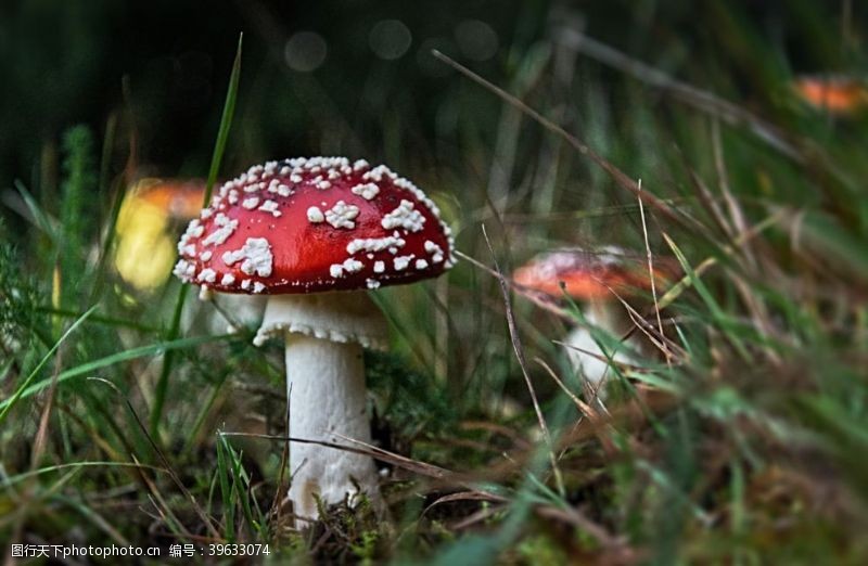 野蘑菇毒蘑菇图片