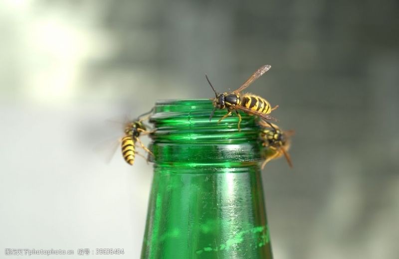 蜂巢黄蜂图片