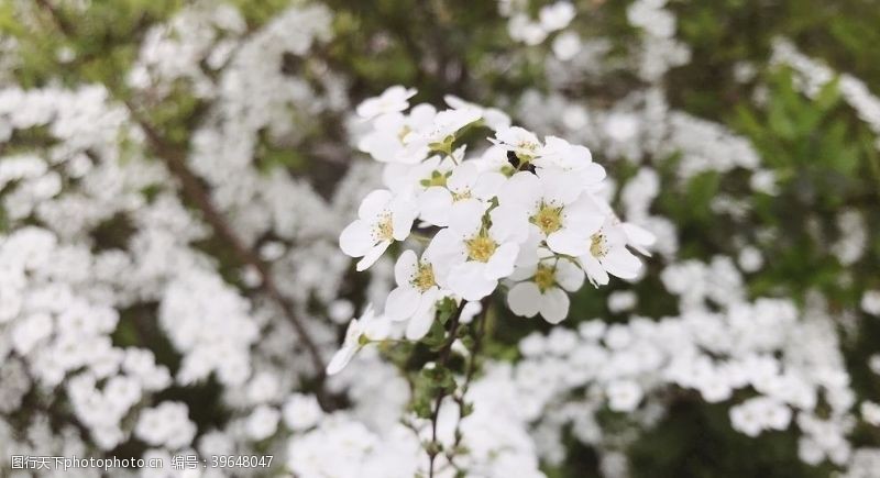 春季花卉李叶绣线菊图片