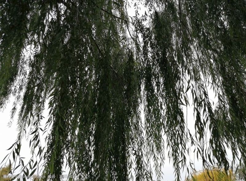 绿色植物柳树垂柳图片