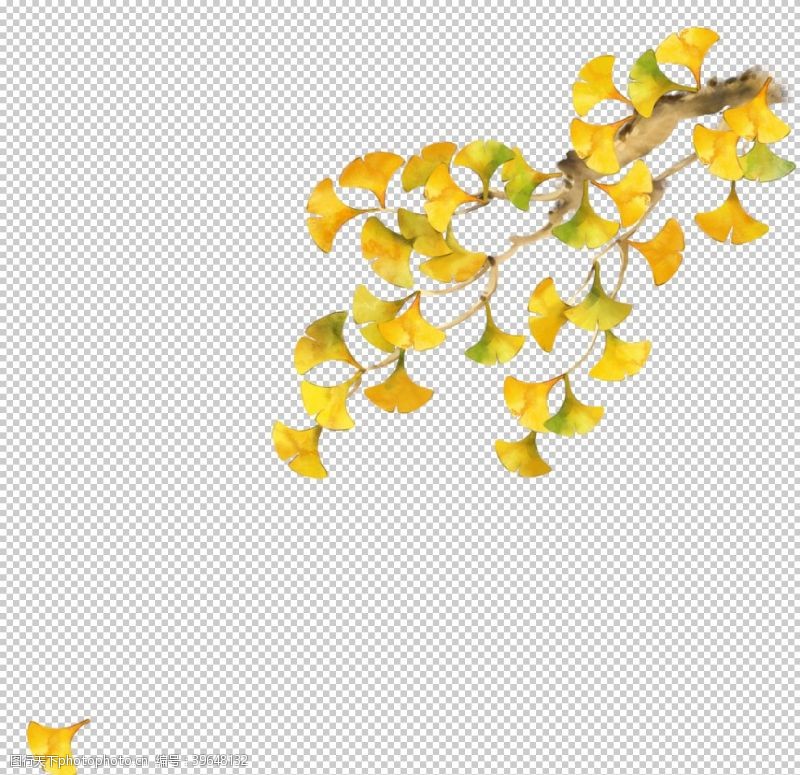 黄色叶子秋天银杏叶图片