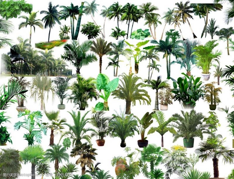 高清晰热带树图片