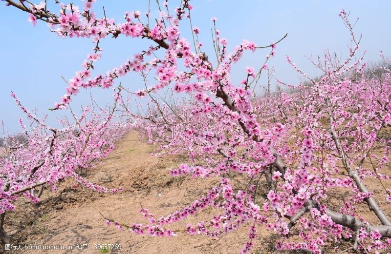 天空摄影三月桃花园图片