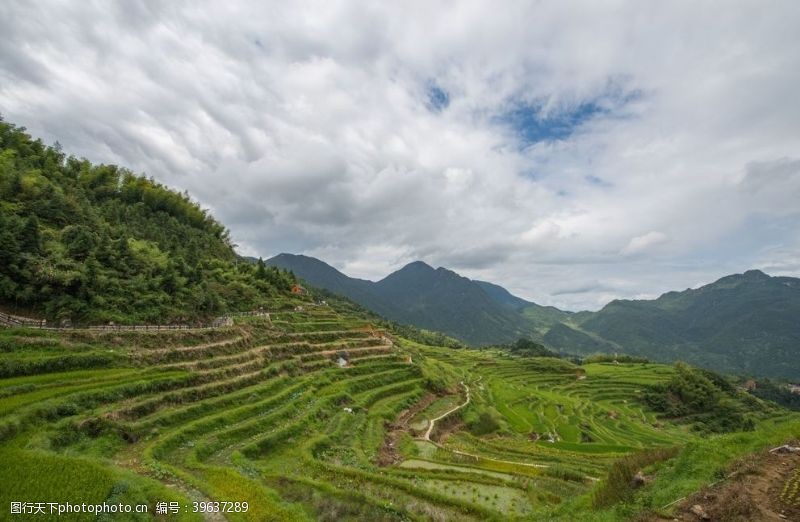 自然光梯田图片