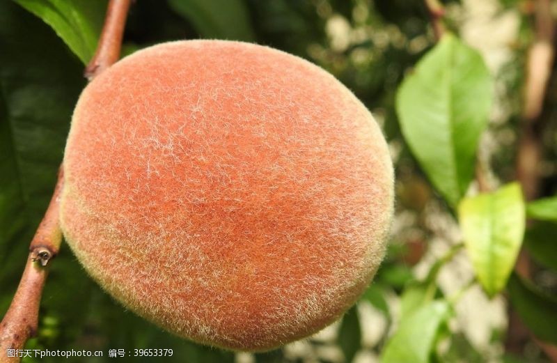 新鲜水果新鲜的水蜜桃图片