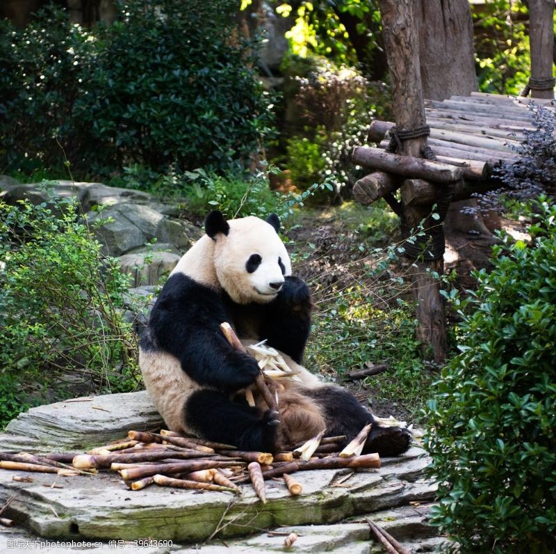 玩耍熊猫吃竹笋图片