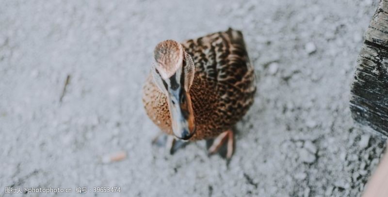 农家蛋鸭子图片