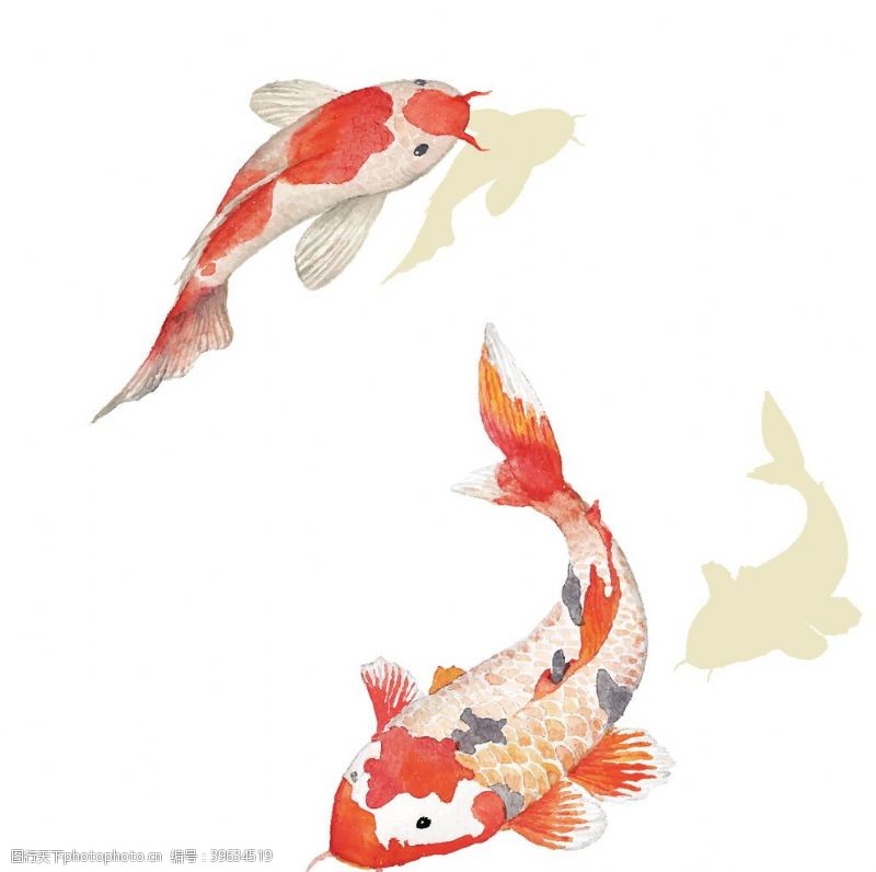 红鲤鱼中国风水彩鲤鱼图片