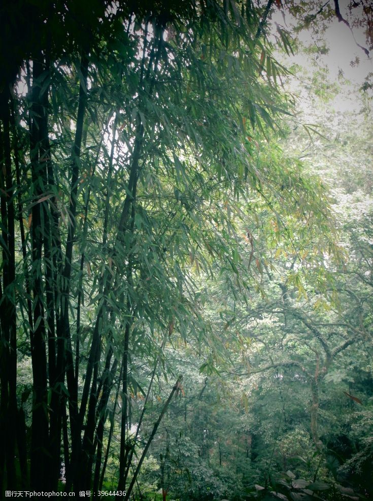 青翠绿叶素材竹林大图图片