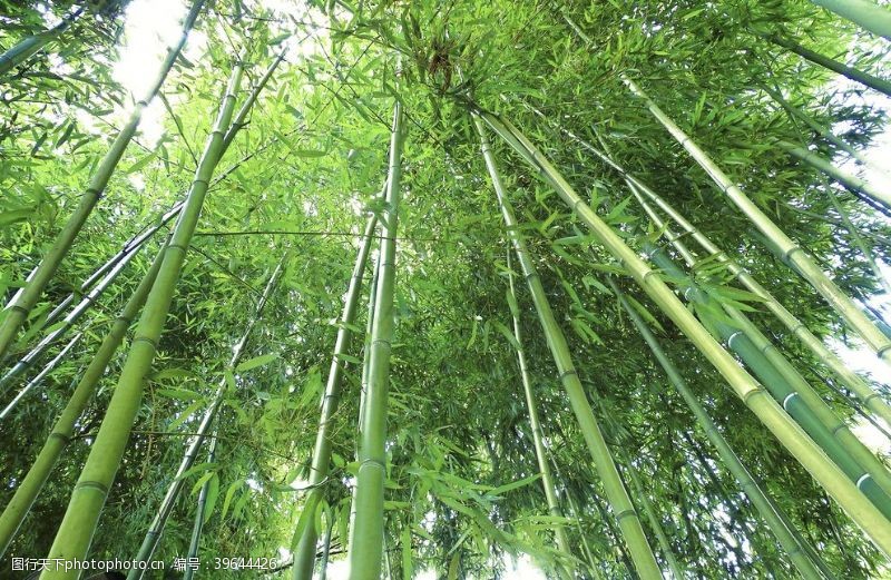 竹林背景竹子大图图片