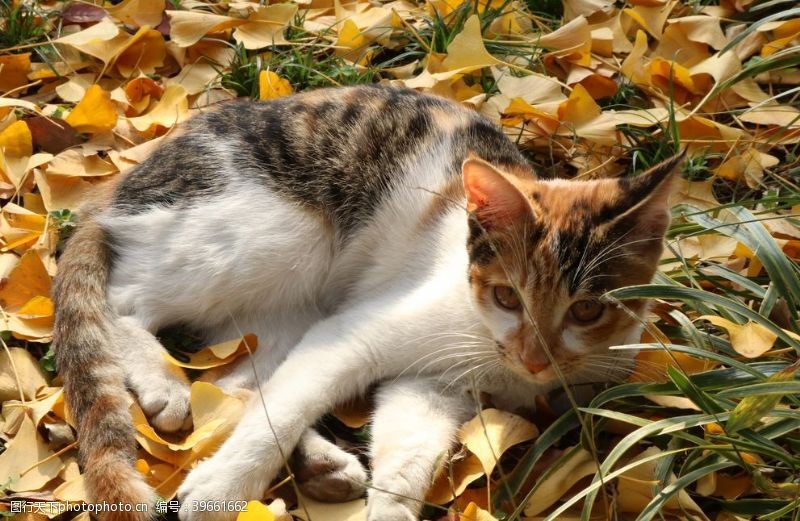 白色小猫爱银杏叶下的小猫图片