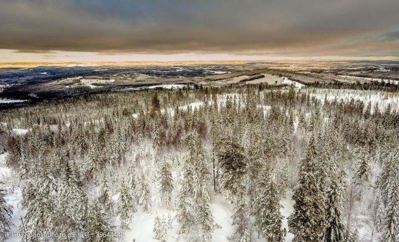 白雪覆盖森林图片