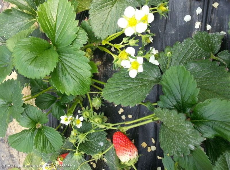 叶茎草莓花图片