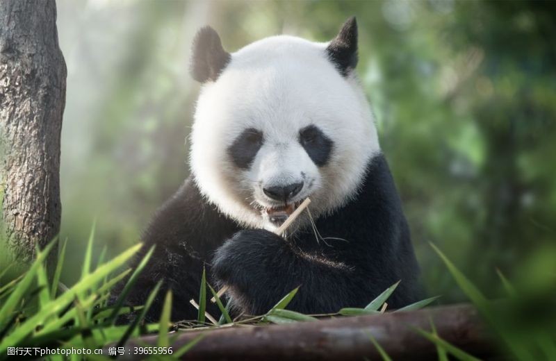 玩耍大熊猫图片