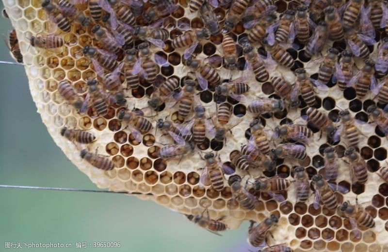 蜂箱蜂脾养蜂图片