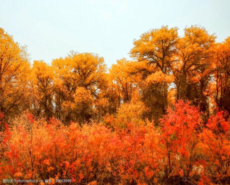 自然风景视频枫叶林图片