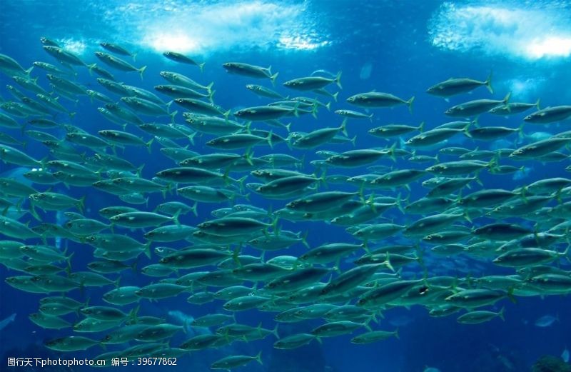 渔业海底世界图片