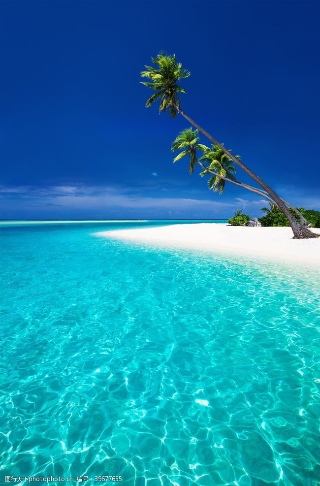 海边海滩棕榈椰树风景图片