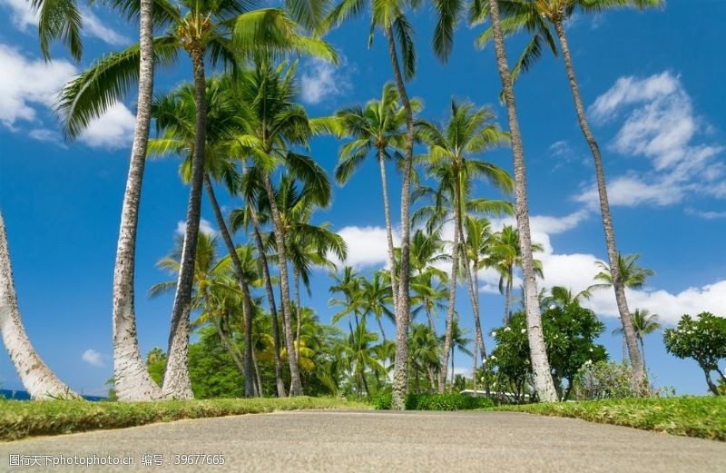 海边海滩棕榈椰树风景图片