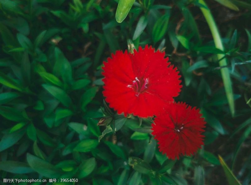 康乃馨红花图片