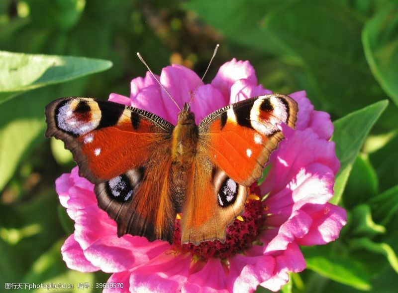 花丛中的漂亮蝴蝶图片