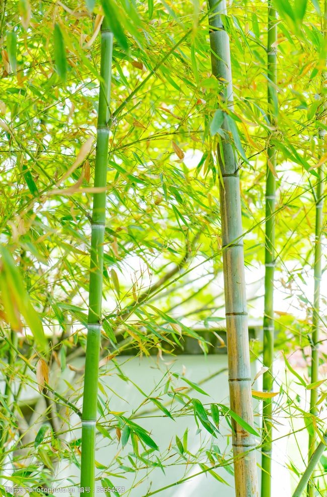 青翠绿叶素材护眼绿色竹子图片