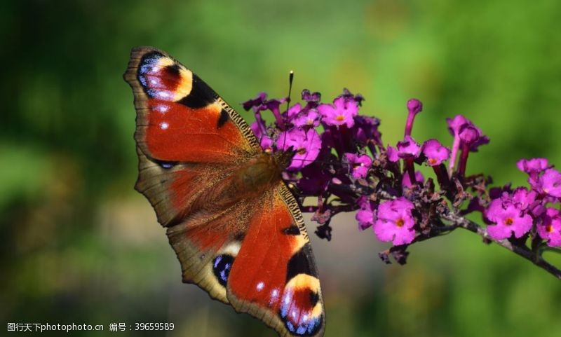 漂亮的花朵孔雀蝴蝶图片