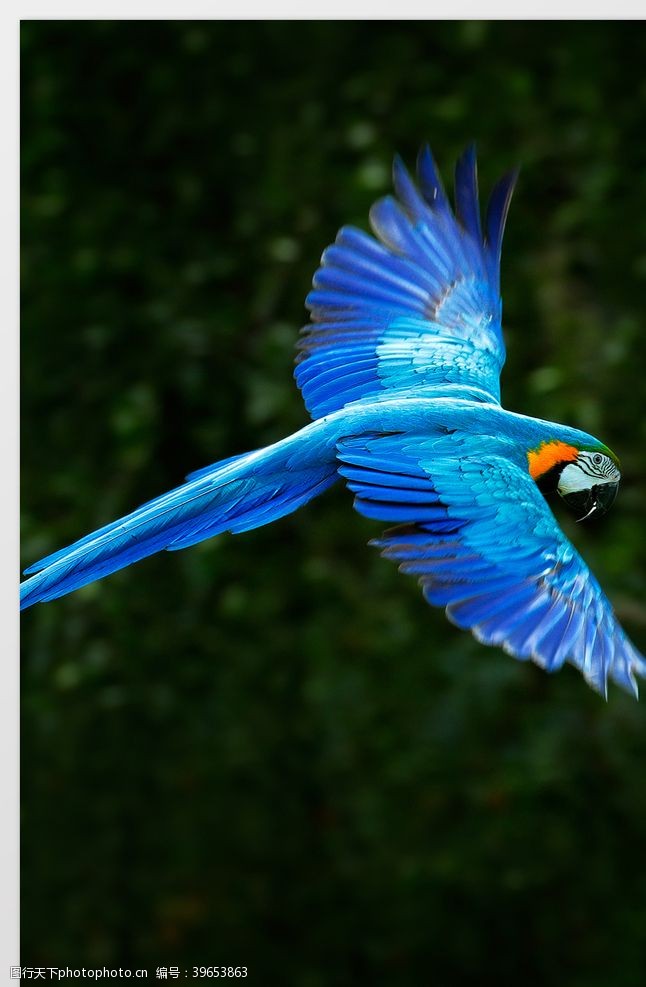 蓝色背景蓝色鹦鹉生物背景海报素材图片