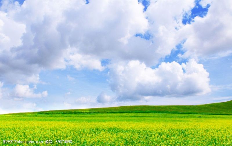 婺源旅游广告蓝天白云下的油菜花海图片