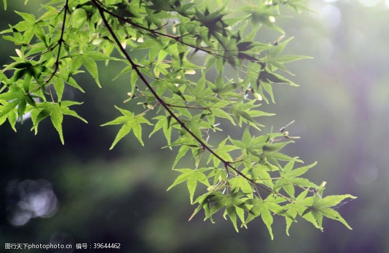 秋季元素绿色枫叶图片