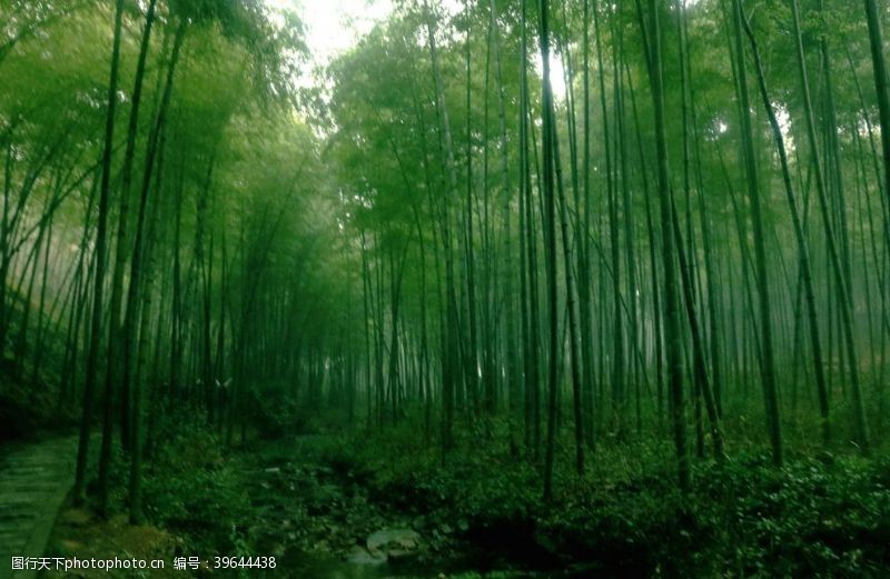 竹林背景绿色竹海图片