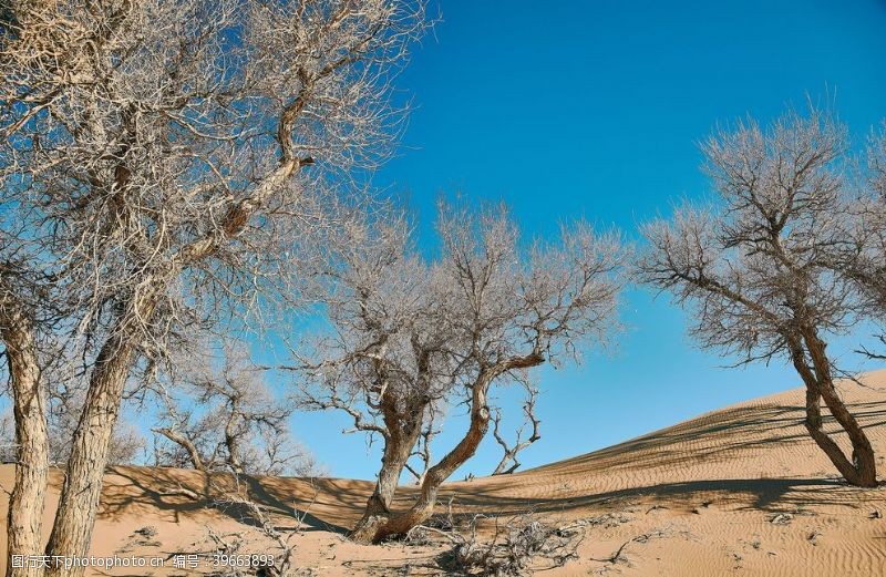 边界茫茫沙漠里的胡杨图片