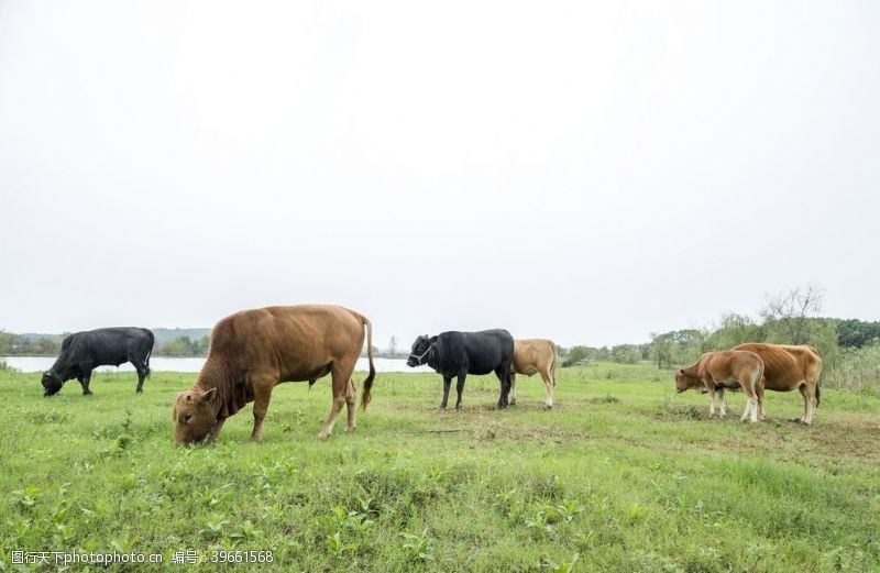 放牧牧牛图片