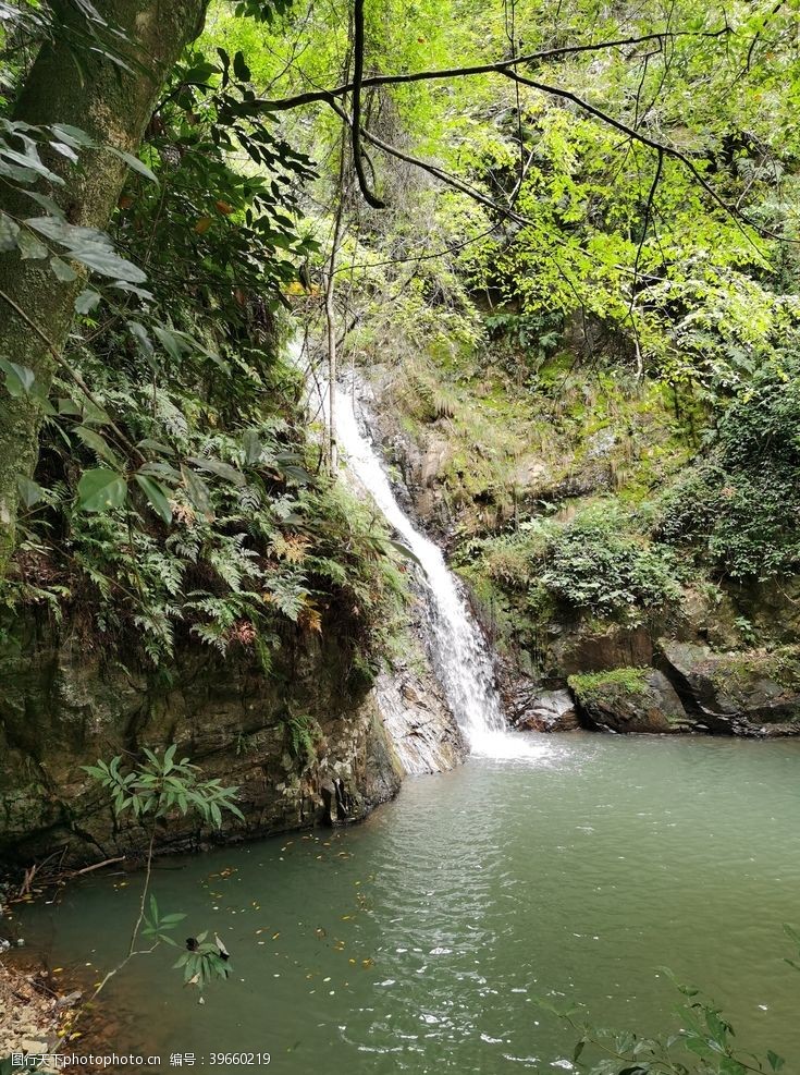 清澈森林的小瀑布和绿水谭图片
