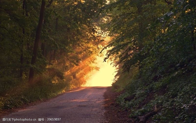 森林路径图片