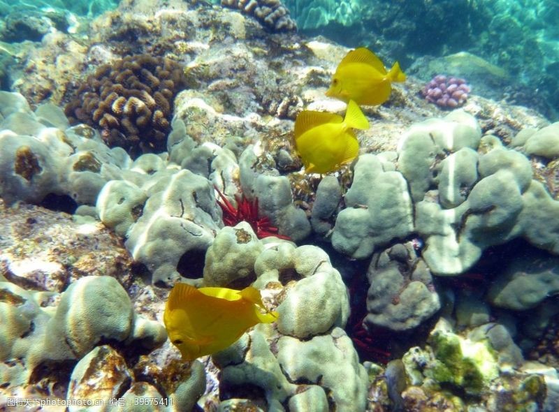 蜂巢珊瑚图片