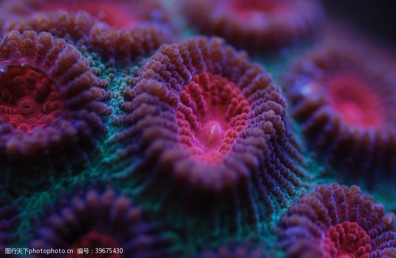 珊瑚礁珊瑚图片