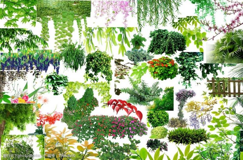 高清晰藤条植物图片