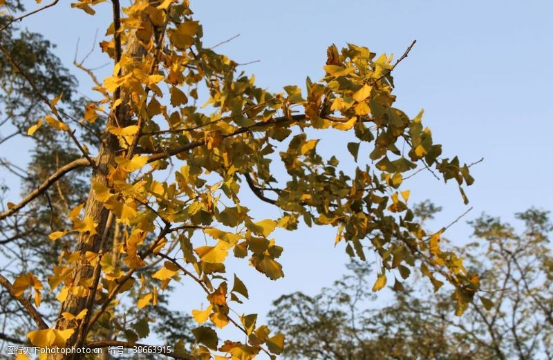落叶背景唯美银杏树图片