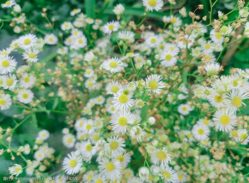 嫩绿色小野菊图片