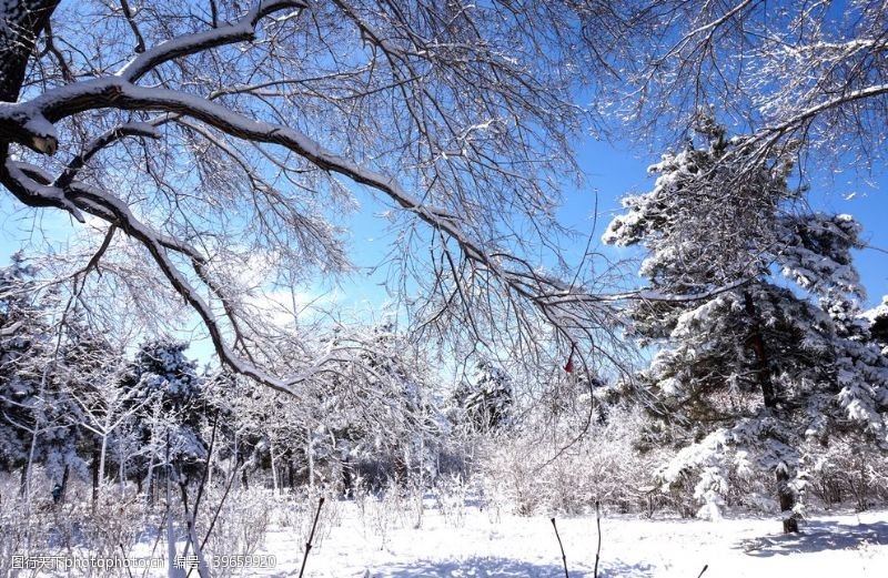 宁静雪道路树木图片