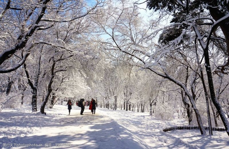 宁静雪道路树木图片