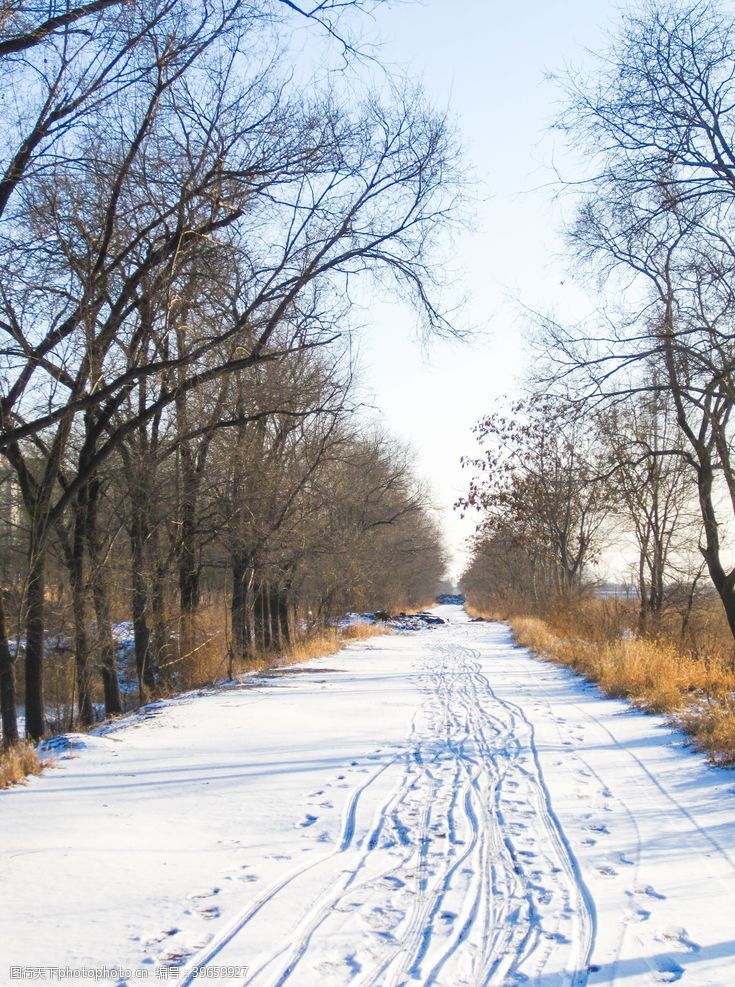 松下雪覆盖的道路旁边的松林下的蓝天图片