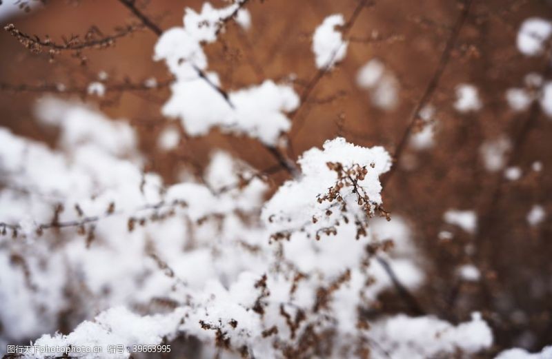 积木雪压树枝特写图片