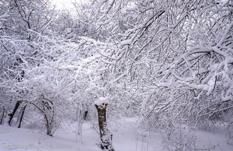 积木雪压树枝图片